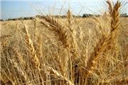 افزایش محصول گندم در مناطق خشک تا 6 برابر/ کمبود نداریم