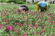9500 میلیارد تومان به طرح‌های اشتغال‌زای روستایی پرداخت شد