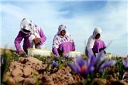 عرضه محصولات 10 هزار کشاورز در بازار با روش جدید تأمین مالی
