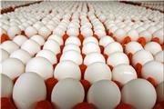 آغاز توزیع تخم مرغ با نرخ مصوب در میادین و فروشگاه‌ها