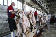رشد 18 درصدی عرضه گوشت گوسفند در آذرماه