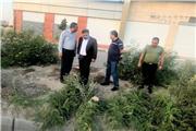 افراد سودجو  به جان درختان مقابل بازارچه بوی سیب افتادند