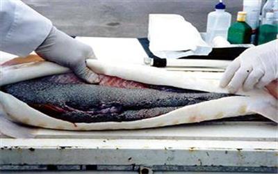 ممنوعیت صید ماهی‌های خاویاری خزر تا 2020 تمدید شد