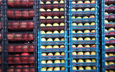 صادرات نخستین محموله میوه و تره بار از بندر دیر به کویت