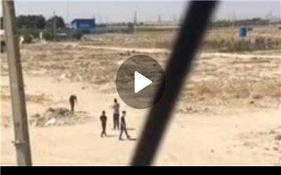 فردی که سگ بلاصاحب را در مقابل شهرداری رباط کریم کشته بود در لحظه آخر از زندانی شدن نجات یافت