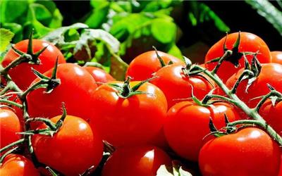روسیه واردات گوجه‌فرنگی و سیب از آذربایجان را ممنوع کرد