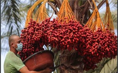 آغاز معاملات خرما از سه شنبه در بورس کالا