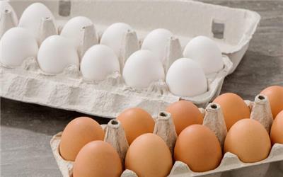 صادرات تخم مرغ متوقف است