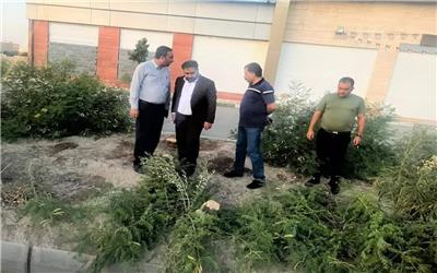 افراد سودجو  به جان درختان مقابل بازارچه بوی سیب افتادند
