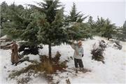 برف تکانی درختان در سنندج برای جلوگیری از شکسته شدن شاخه درختان در حال اجرا است