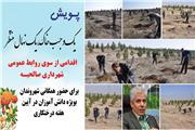 حضور متفاوت شهرداری صالحیه در هفته درختکاری امسال
