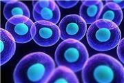 سلول های بنیادی جنینی حاوی جهش های سرطانی هستند