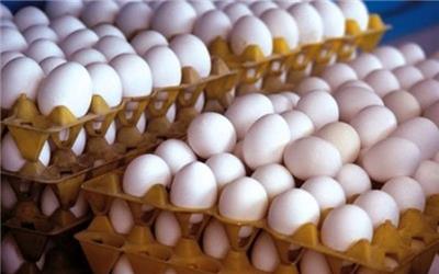 افزایش تقاضا دلیل گرانی تخم مرغ/ آمادگی مرغداران برای عرضه مستقیم