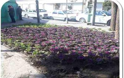 فرش گل های فصلی در میادین و بلوارهای شهر صالحیه