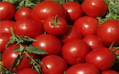 خسارت شدید تگرگ به تولید گوجه در جنوب/مردم خریدشان را مدیریت کنند