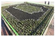 اجرای نخستین طرح کاشت فرش گل در بوستان فدک شهر پرند