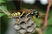 شناسایی 12 گونه جدید زنبور برای دنیای علم