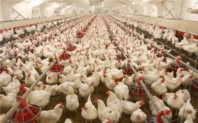 قیمت مرغ به 18.5 هزار تومان رسید/ افت 25 درصدی تولیدی در تابستان
