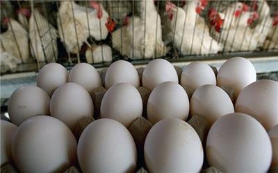 قیمت هر شانه تخم مرغ کمتر از 20 هزار تومان است