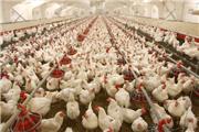 تامین به موقع نهاده‌های دامی قیمت مرغ را متعادل می‌کند