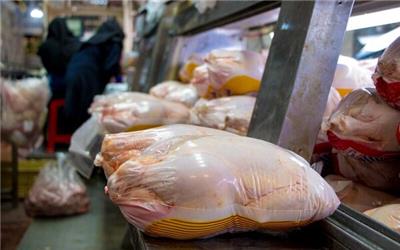 دلایل گرانی قیمت مرغ / مرغداران در جوجه‌ریزی احتیاط می‌کنند