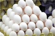 بازگشت قیمت تخم مرغ به نرخ مصوب تا دو روز آینده