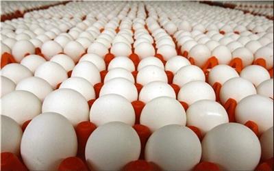 صادرات تخم مرغ متوقف شد/ هر شانه؛ 30 هزار تومان