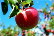 امسال 4.1 میلیون تن سیب در کشور تولید می شود