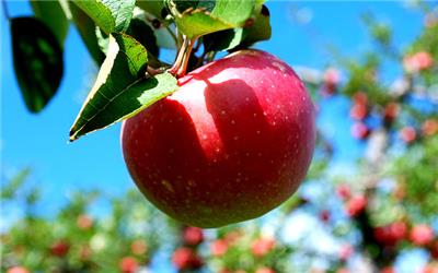 امسال 4.1 میلیون تن سیب در کشور تولید می شود