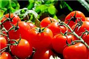 روسیه واردات گوجه‌فرنگی و سیب از آذربایجان را ممنوع کرد