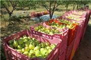 تولید سیب درختی از مرز 4 میلیون تن گذشت