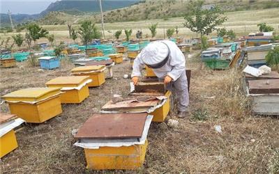 پیشنهاد اختصاص 5850 میلیارد تومان اعتبار به صنعت زنبورداری