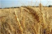 میزان خرید گندم از 2 میلیون تن گذشت