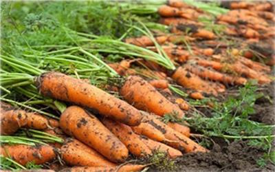 تولید 260 هزار تن هویج در تابستان امسال