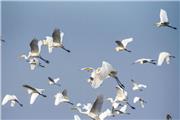 میزبانی ایران از 156 گونه پرنده مهاجر در زمستان سال گذشته