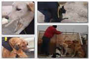 400 قلاده سگ بلاصاحب در نصیرشهر جمع آوری شد
