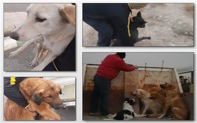 400 قلاده سگ بلاصاحب در نصیرشهر جمع آوری شد