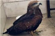 یک بهله پرنده شکاری به محیط زیست بهارستان تحویل شد